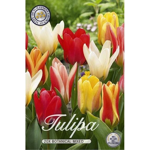 Tulpan Botanisk Mix 20-pack